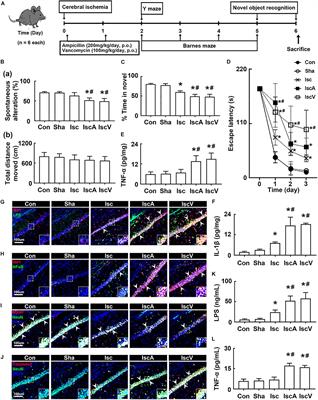 Orally Administered Antibiotics Vancomycin and Ampicillin Cause Cognitive Impairment With Gut Dysbiosis in Mice With Transient Global Forebrain Ischemia